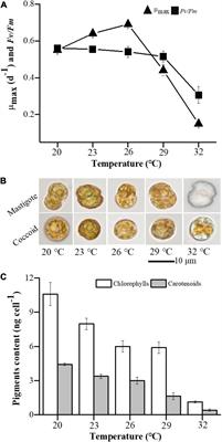 Photobleaching and Recovery of Symbiodiniaceae Effrenium voratum SCS01 Reveals Life Form Transformation Under Thermal Stress